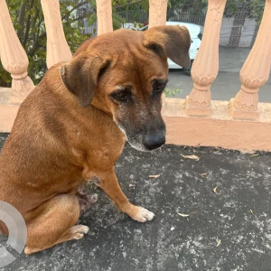 A Black and Brown Street dog Dog Missing from Pandri, Raipur