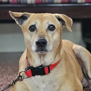 A Brown Native Indian Dog Missing from Gopalapuram, Chennai