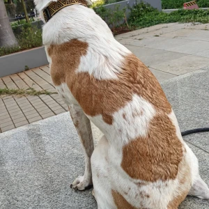 A White-Brown Mix Indie Dog Missing from Bengaluru-2
