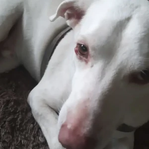 A White Indie Dog Missing from Liberty garden malad West-3