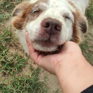 A White-Brown Mix Mixed breed Dog Missing from Sector 102, Gurugram-3