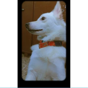A White Indi Pomeranian Dog Missing from New Delhi