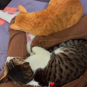 A Orange Indian Orange Cat Missing from Ghaziabad-2