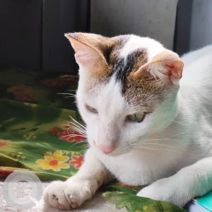 A White and Grey Stray Cat Missing from Guwahati-4