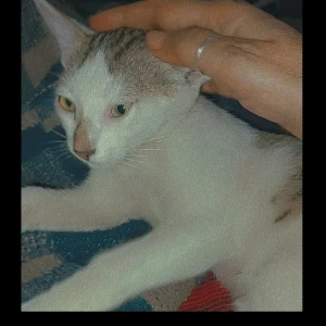 A Black and White Stray cat Cat Missing from Chakiya, Prayagraj-3