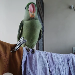 A Green Alexendrine Bird Missing from Jaipur