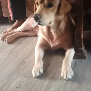A Golden Labrador Dog Missing from JLN marg service lane opposite GENPACT JAIPUR-3