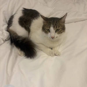 A Black and White Indian Persian cross Cat Missing from Chennai