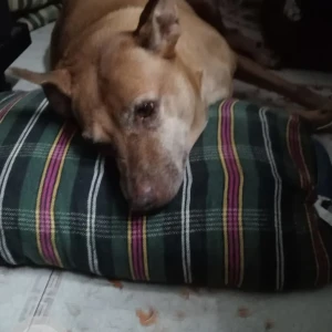 A Brown Indie Dog Missing from Zone 7 Ambattur, Chennai-3