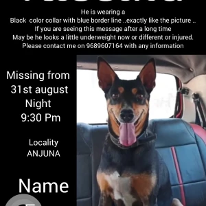 A Black and Brown Street dog ( Looks like Doberman with Tail ) Dog Missing from Bouta Waddo, Assagao-2