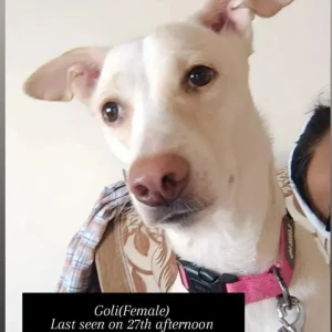A White Indie/ street dog Dog Missing from Last seen - Plot no 46/1 Ravani timbers Phase 1, IDA Jeedimetla Hyderabad-2