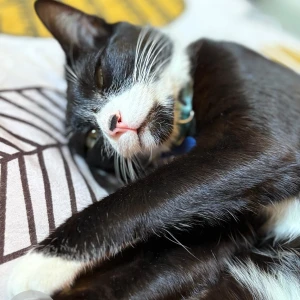 A Black and White Tuxedo Cat Missing from Koramangala, Bengaluru