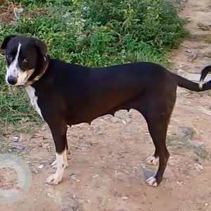 A Black and White Indie Dog Missing from Aishwarya crystal Layout, Manipal County Road, Singasandra, Bengaluru - 560068, India