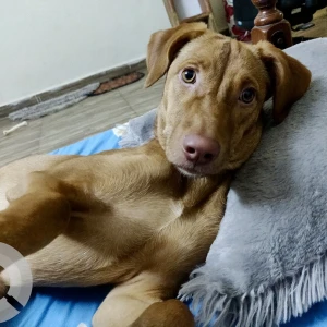 A Brown Indian Pariah mix Dog Missing from Hyderabad-3
