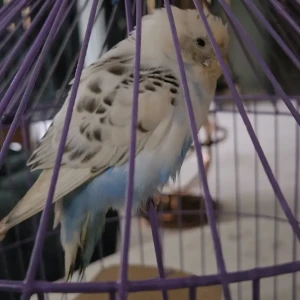 A White Budgie Bird Found from Safedabad, Barabanki