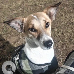 A White-Brown Mix Indie Dog Found from Ardee City, E Block, Sector 52