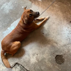 A Black and Brown Street dog Dog Missing from Pandri, Raipur-5