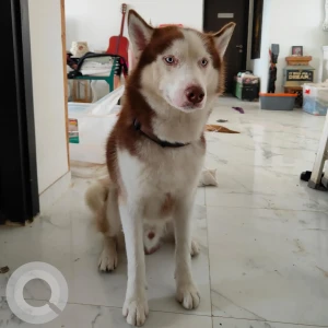 A White-Brown Mix Husky Dog Missing from Dallanwala, Dehradun