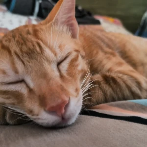 A Golden Normal Cat Missing from Noida