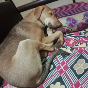 A Brown Pillu Dog Missing from Nigdi, Pimpri Chinchwad-4