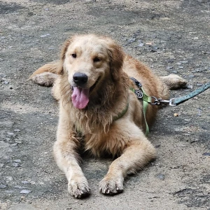 A Golden Golden retriever Dog Found from Chennai-2