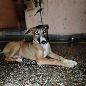 A Black and Brown Indie Dog Missing from Rohini, New Delhi