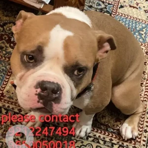 A Light Brown American bully Dog Missing from Singhu, New Delhi-3