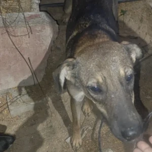 A Black and Brown Indie Dog Found from Ardee City,Near My Fitness Gym, Sector 52