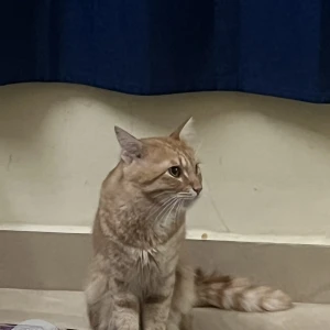 A Orange Indie Cat Missing from Bengaluru