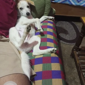 A White-Brown Mix Pomeranian and Indie Mix Dog Missing from Ranchi-2