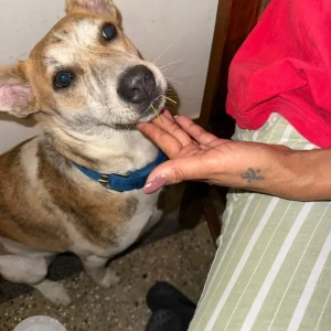 A White-Brown Mix Indie Dog Missing from Bengaluru