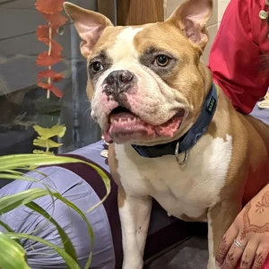 A Light Brown American bully Dog Missing from Singhu, New Delhi