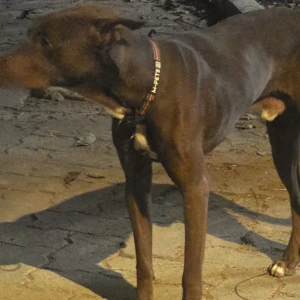 A Brown Dont know Dog Found from Santacruz West, Mumbai