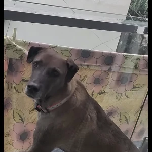 A Black and Brown Desi (Indian ) Dog Missing from New Delhi