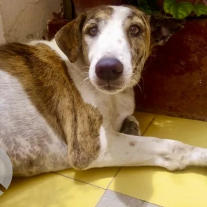A White-Brown Mix Indie Dog Missing from Indore
