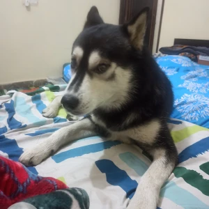 A Black and White Husky Dog Found from Burari, New Delhi