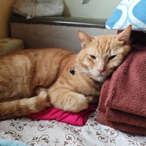 A Golden Ginger Cat Found from Diva, Kalyan