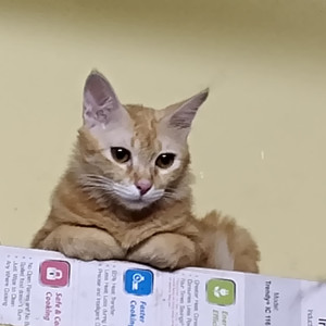 A Orange Indian Cat Missing from Driver's street pudupet