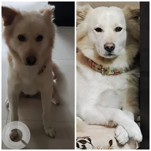 A White Bhotiya Dog Found from green valley