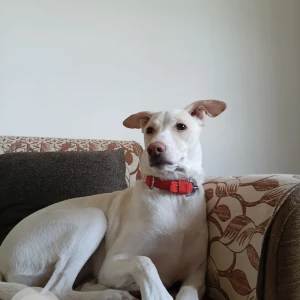 A White Indie/ street dog Dog Missing from Last seen - Plot no 46/1 Ravani timbers Phase 1, IDA Jeedimetla Hyderabad