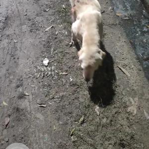 A White White labrador Dog Found from Seen on 4th Street , kamaraj nagar, avadi , chennai 71