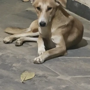 A Light Brown Indie Dog Found from Ardee City,Near C1/10 , Sector 52