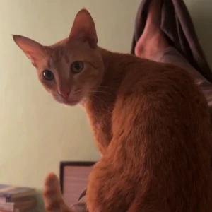 A Orange Indian Orange Cat Missing from Ghaziabad
