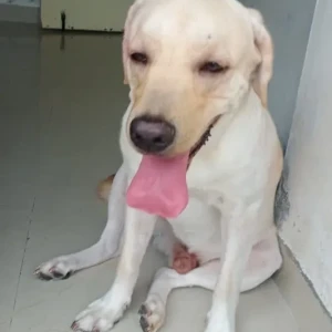 A Light Brown Labrodor Dog Missing from Pune-5