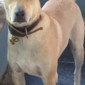 A Brown Indie Dog Missing from Yashwant Nagar, Ponda-3