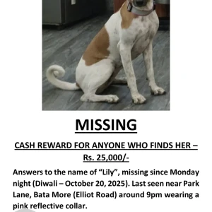 A White-Brown Mix Indie Dog Found from Park Street Area, Kolkata