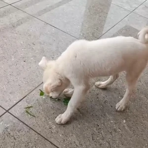 A White pomeranian puppy with less hair Dog Missing from Jhajjar