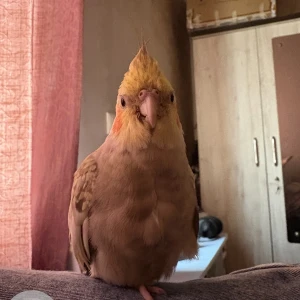 A Other Cockatiel Bird Missing from Ahmedabad