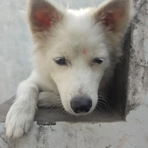 A White Pomeranian Dog Missing from Ludhiana
