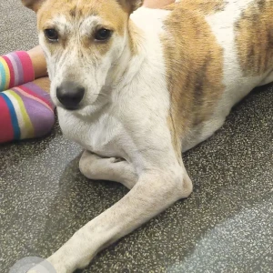 A White-Brown Mix Indie Dog Missing from Bengaluru-3